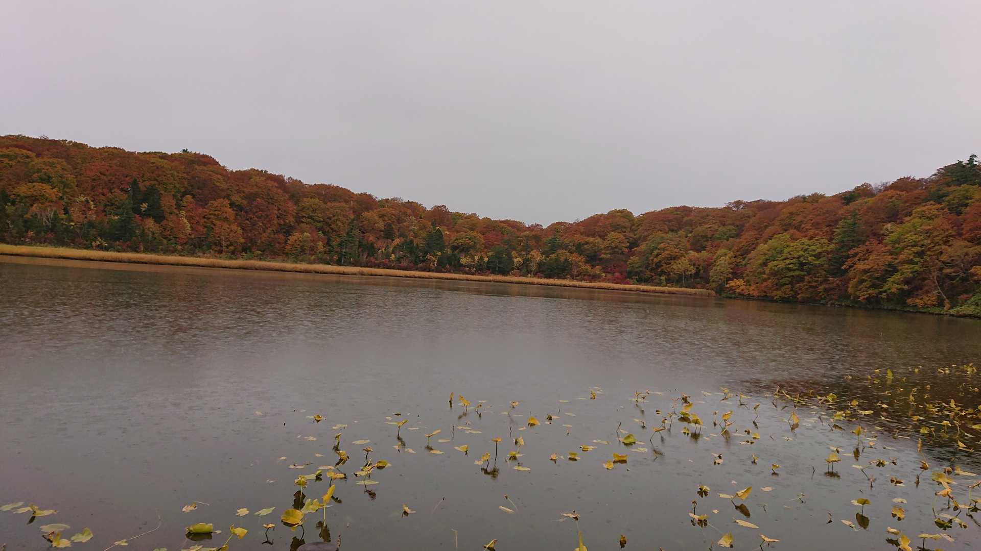 八幡平ビジターセンター発着｜木道の大沼周回コースの写真