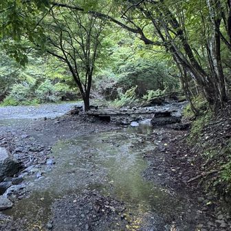 この道は小さな沢が10箇所くらい横切ってます。