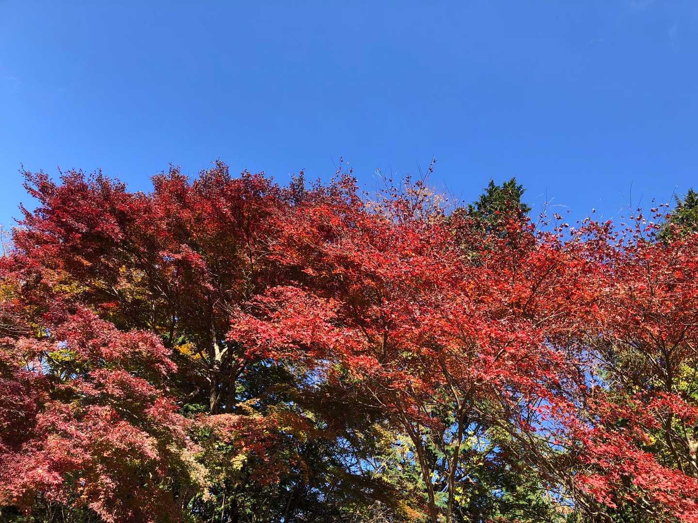 ヤビツ峠-大山 往復コースの写真