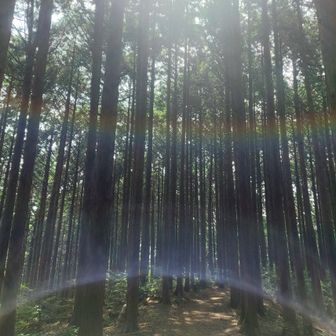 東峰近くの樹林帯
ここで山頂飯に…