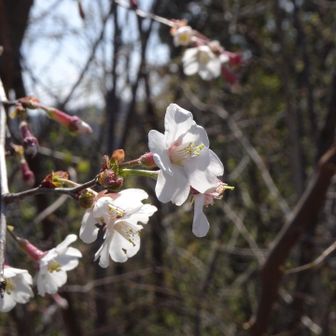 山桜