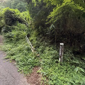 本日、薮耐性低めなのでこの道は諦める😓