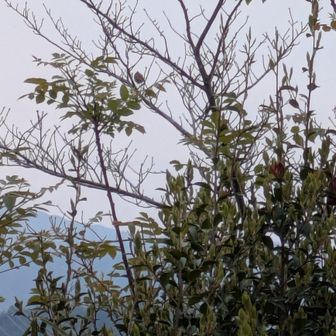 雌岳山頂にて、動画で鶯撮影に成功