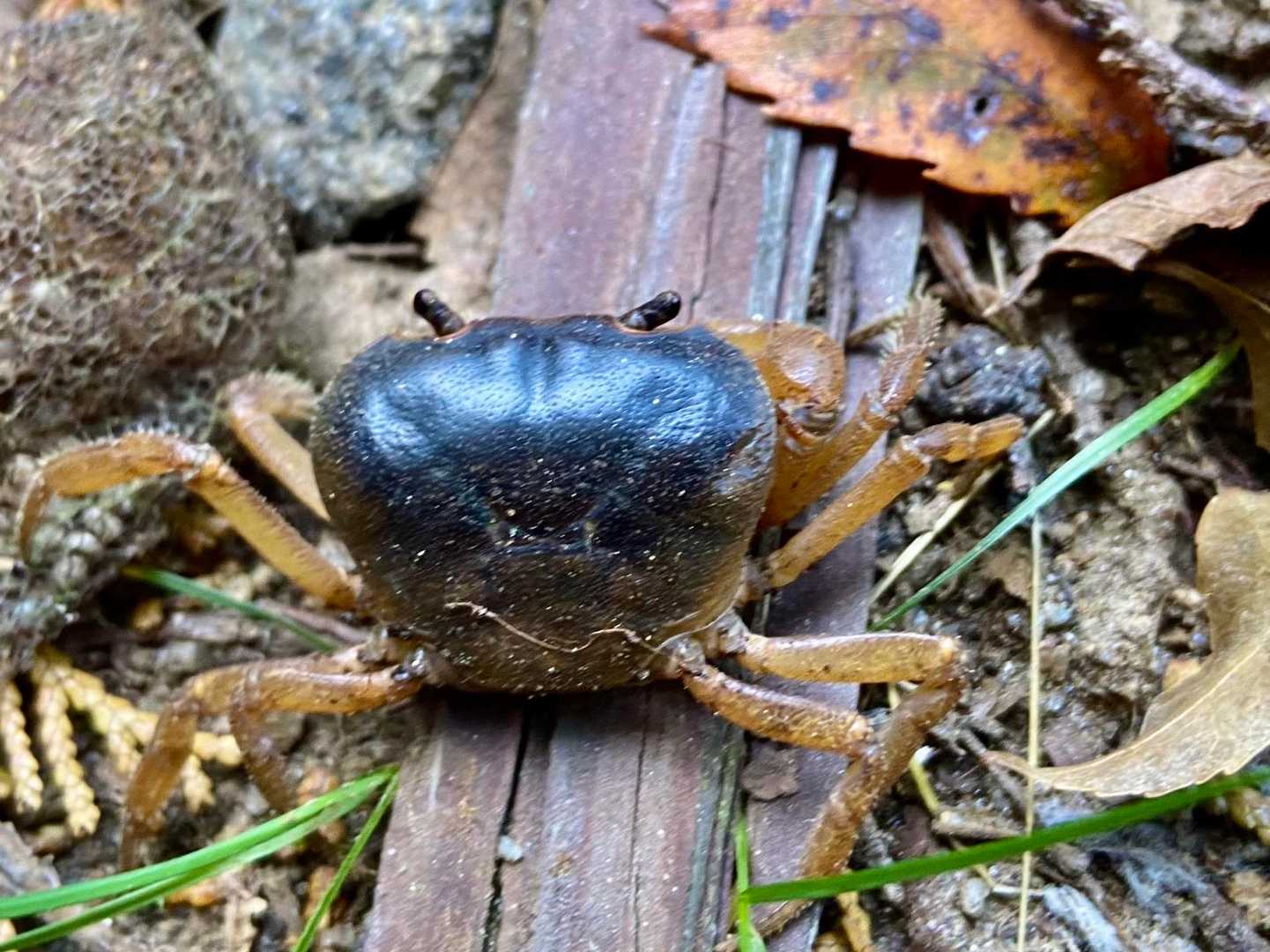 カニがいた🦀　周辺で3匹見た。