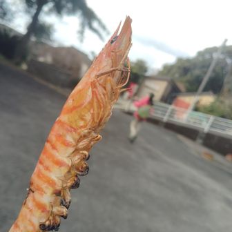 クルマエビの塩焼き〜美味しかった💗