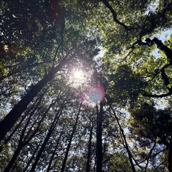 木々の隙間から太陽の光が差し込んでくる✨✨