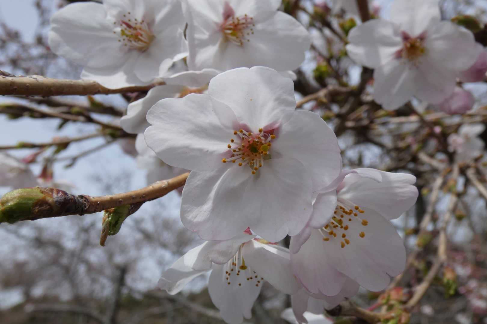 但馬岳公園へ戻ってきました😂
桜🌸が出迎えてくれました〜😆