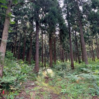 最初は植林杉の樹林帯。
緩斜面です。
