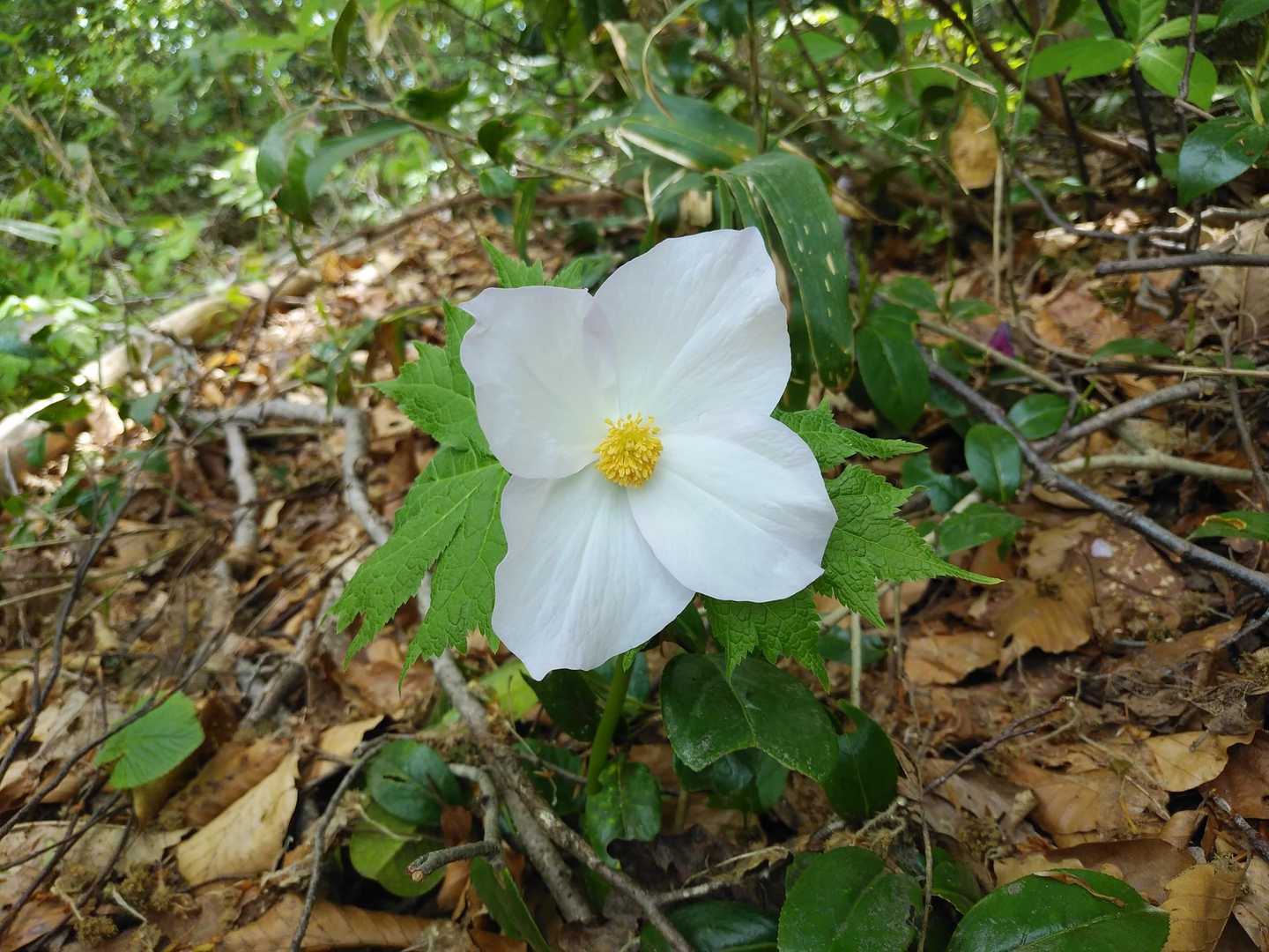 桜公園登山口-願文山-大峰山-法印峰-櫛形山-飯角山-羽黒 縦走コースの写真