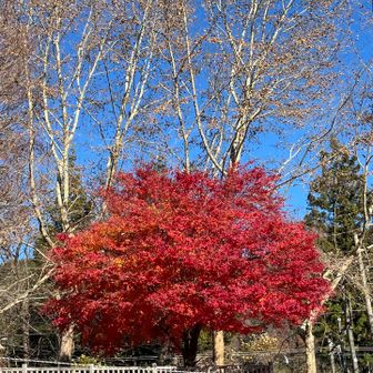ウヒョ〜真っ赤！