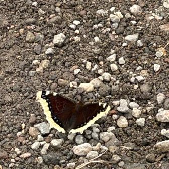 仙人帯でも見た事ない蝶々🦋
調べたら、キベリタテハというみたい。