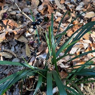 生駒山・神津嶽・大原山 立派な藪蘭（ヤブラン）