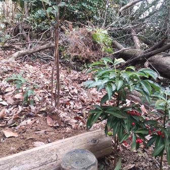 今日の最後のイバラ除去の場所です。
マンリョウ７号の向こうに除去したイバラを集積しました。