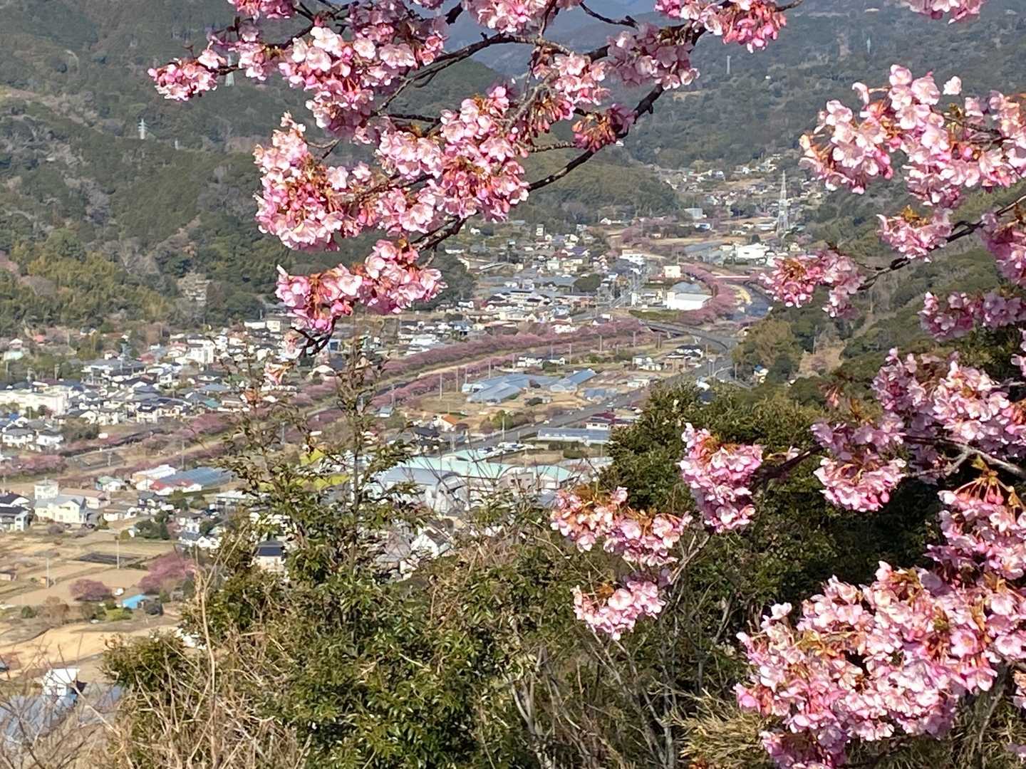 河津城山の写真