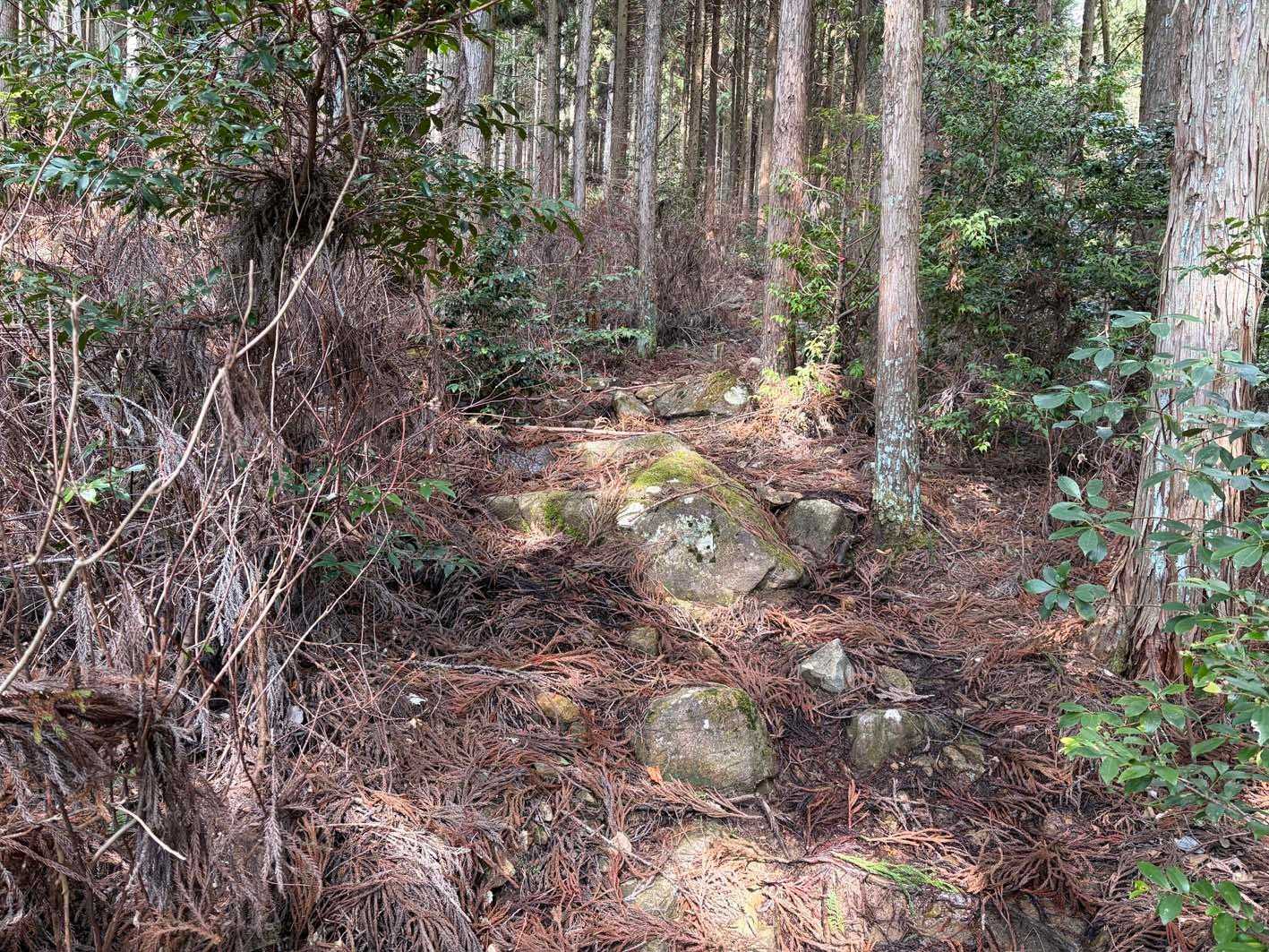 始めはやや荒れ気味の登山道。でも問題なし☺️
