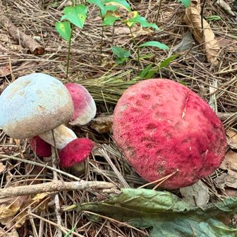 ㊗️なの？紅白キノコ🍄