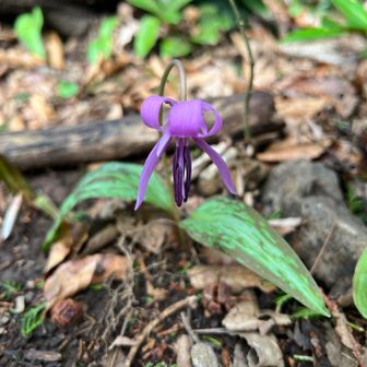 いい感じで『くるん』してます