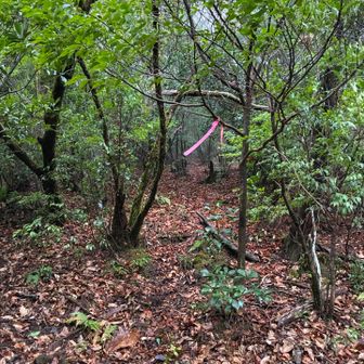 普通に一人歩ける幅あるからいいか笑