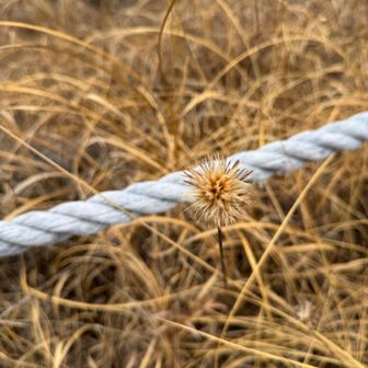 トゲトゲでキツネっぽい配色