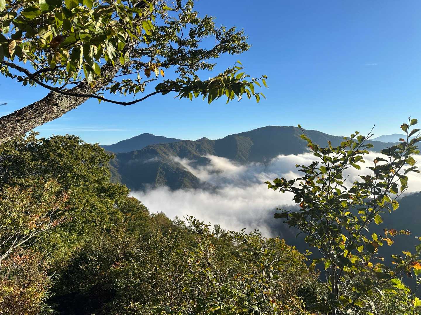 銀山平登山口-前山-前嵓下-前嵓-荒沢岳 往復コースの写真