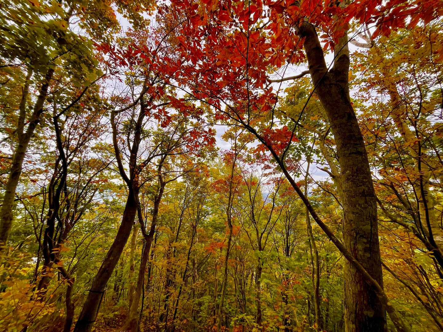 ところどころ🍁