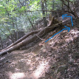 倒木が道をふさいでいる！！
矢印の方向に踏跡があったので、そこを通ったが、土質がもろく、こけそうだった。