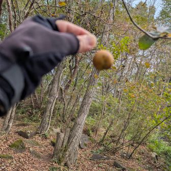 おっ！気になる実🍐