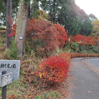 油山の山頂を目指そう。
こちらのドウダンツツジも真っ赤。