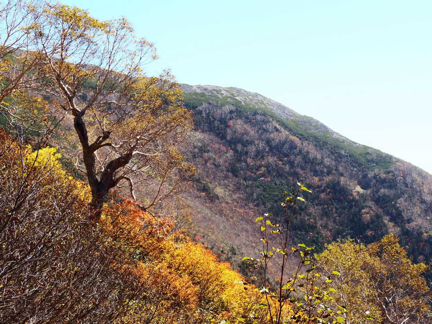 下に降りてくるとまだ🍁