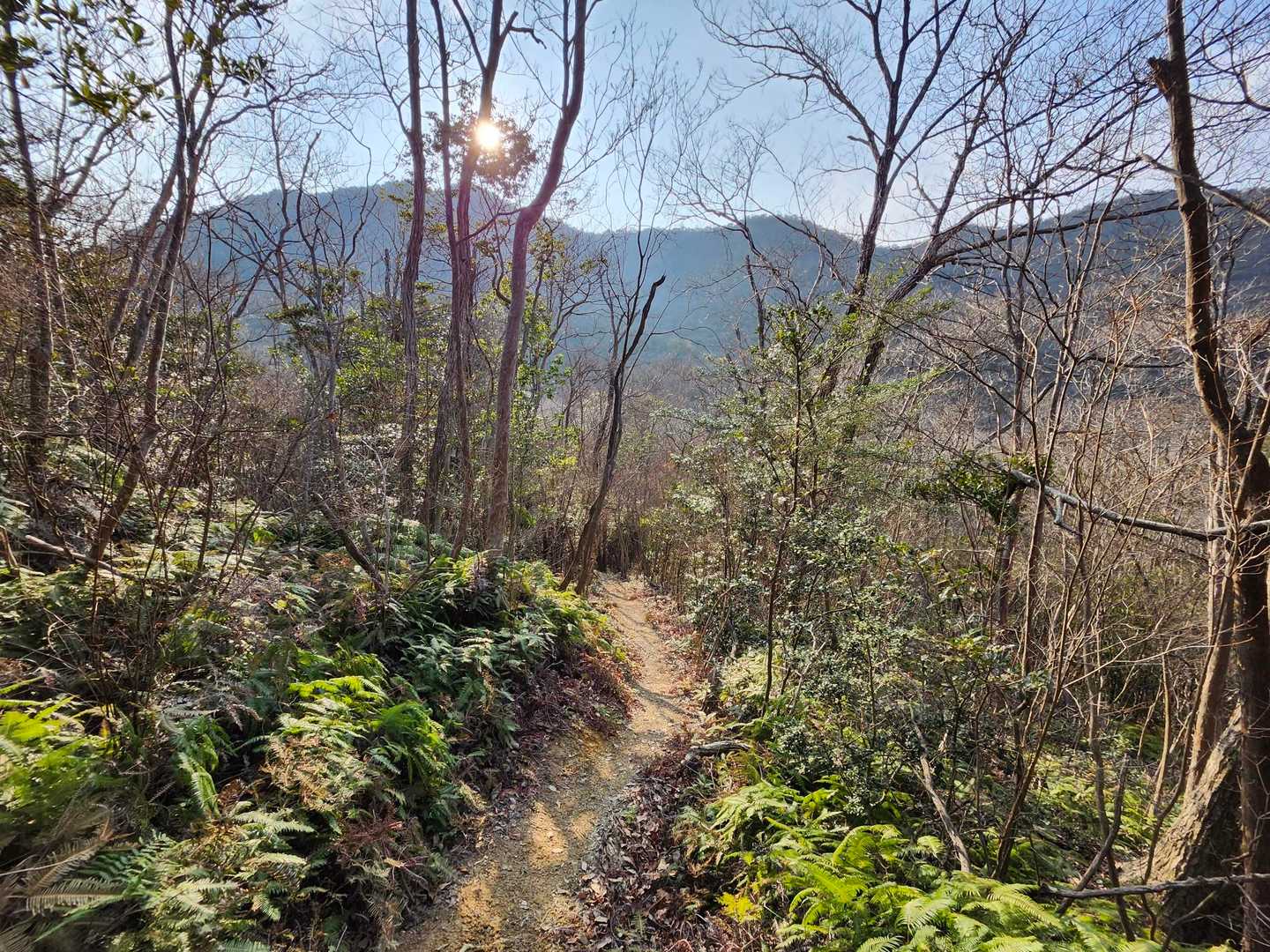 山口登山口-大坂山 周回コースの写真