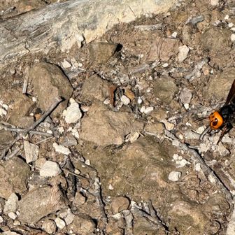 スズメバチ🐝さん発見
この後、何回か遭遇する🐝が、威嚇してこないからいい子たちだ
