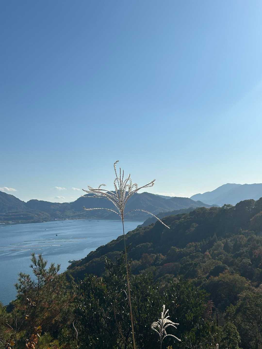 すすき〜