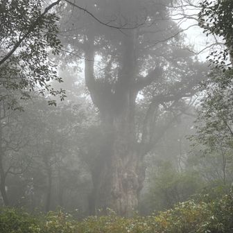 縄文杉