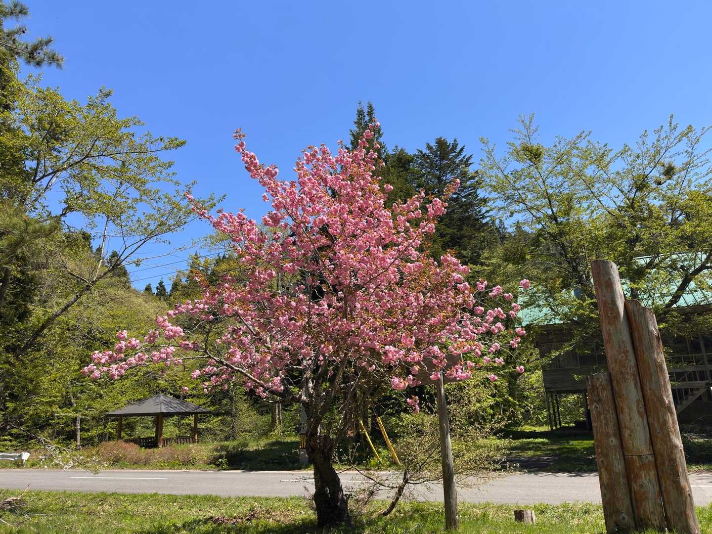 八重咲きの桜が満開でした🌸快晴ですが、風が強かったです🌪️