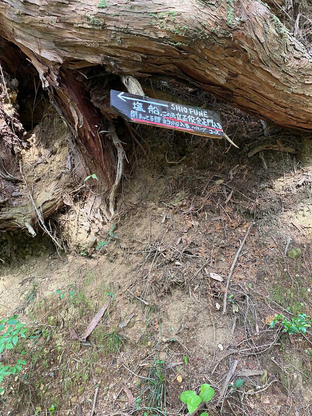 また土の道。落ち着く〜