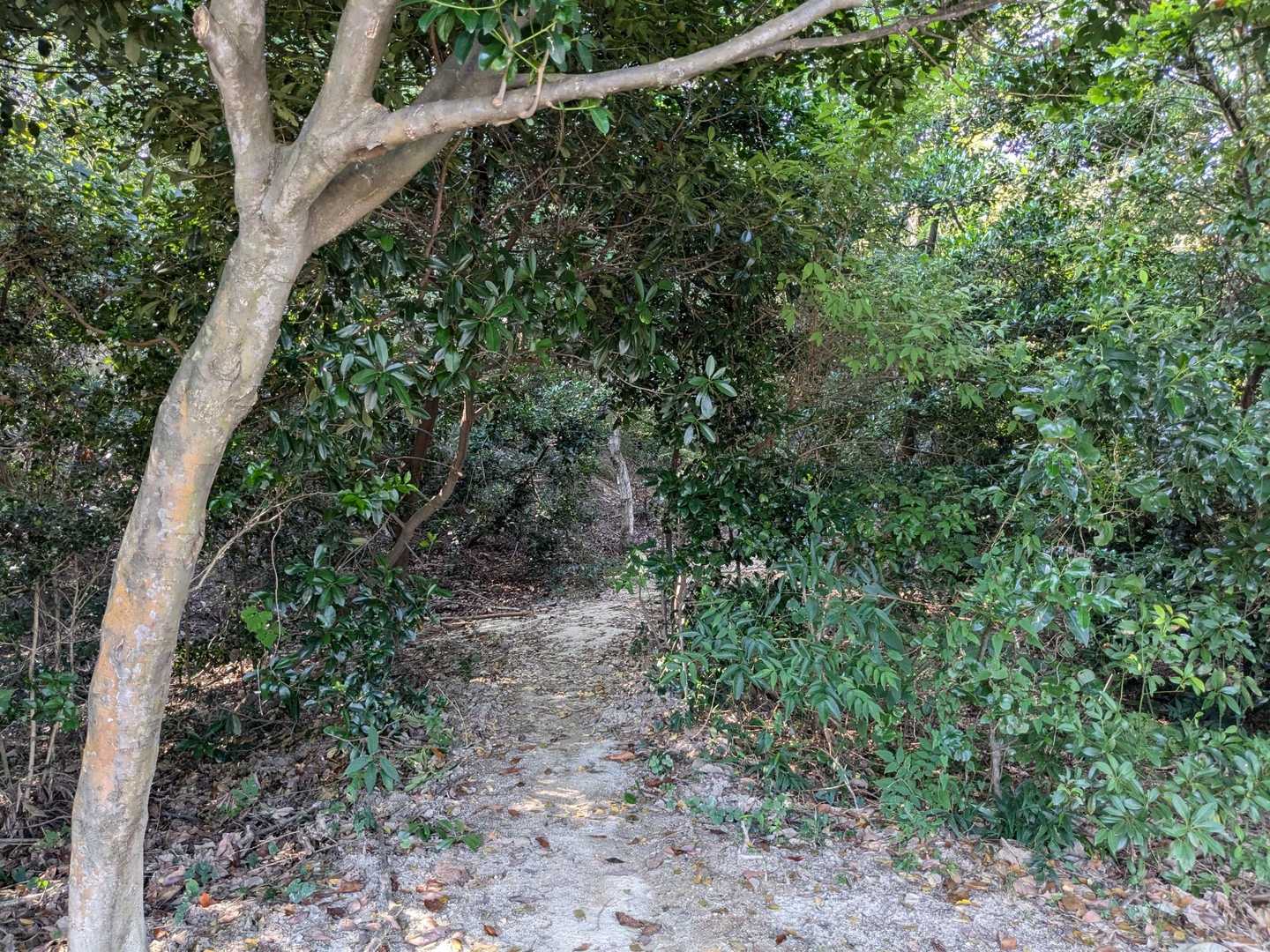 登山口　ここからかな🤨
