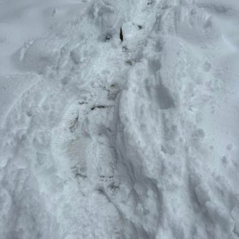 ラッセルしてくれてる？！？トレースくっきり綺麗😍