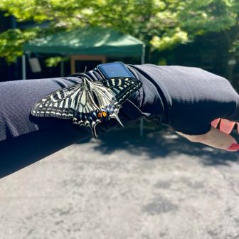 うふっ♡止まった😍

🦋キアゲハ