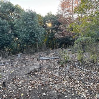 殺風景な頂上付近の風景。
眺望は望めない。