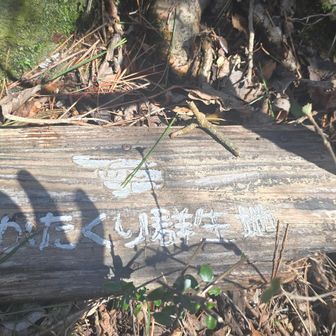 少し下りたところくらいからカタクリの群生地…見つからないんだけど？