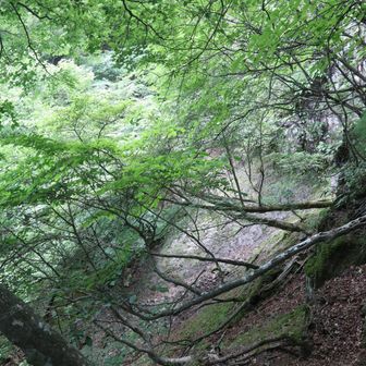 三ノ岳の北西方面を探検したけど、ここから先は危険 ⚠