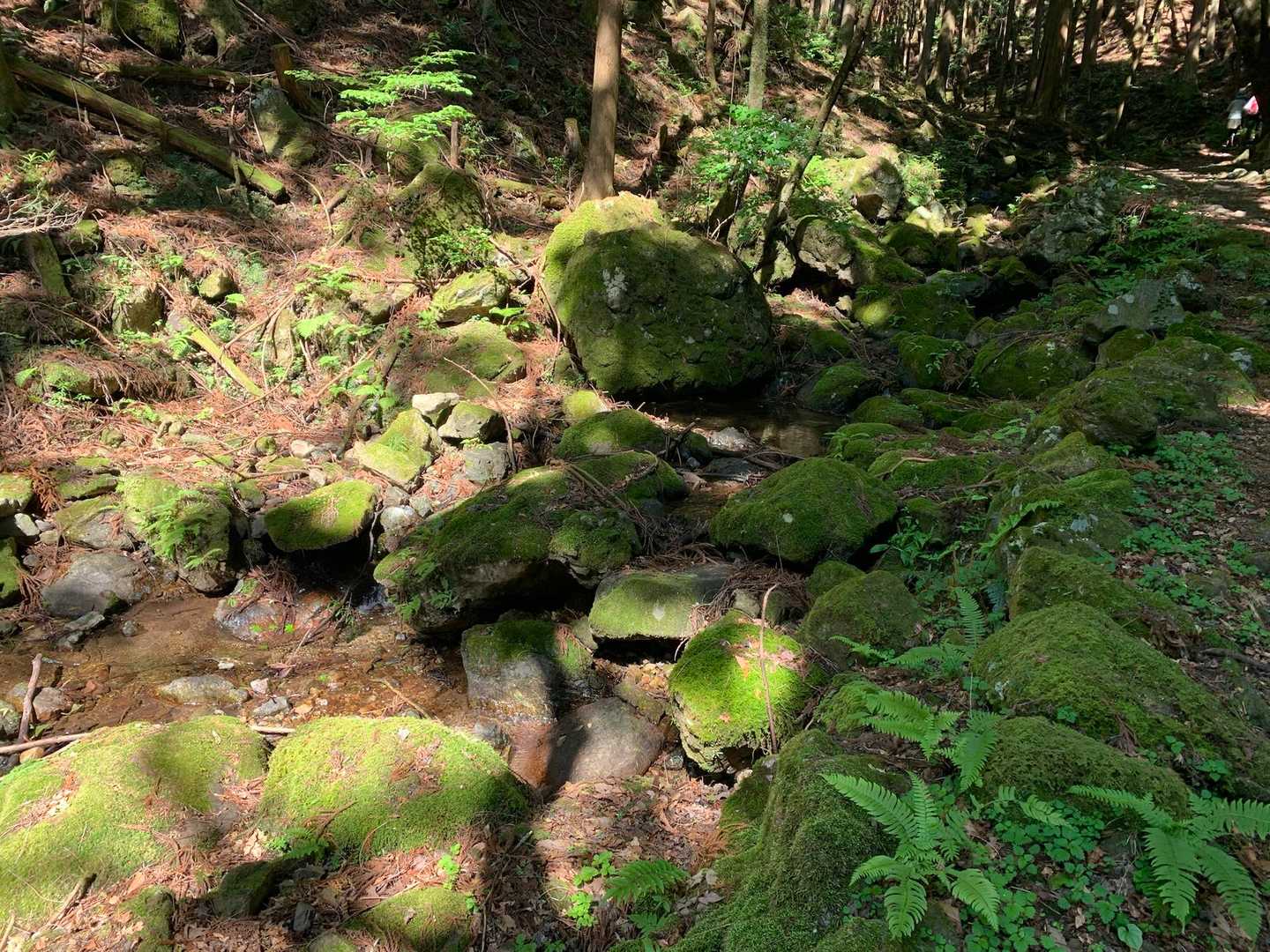 正丸駅-伊豆ヶ岳登山口-伊豆ヶ岳-長岩峠-伊豆ヶ岳登山口 周回コースの写真