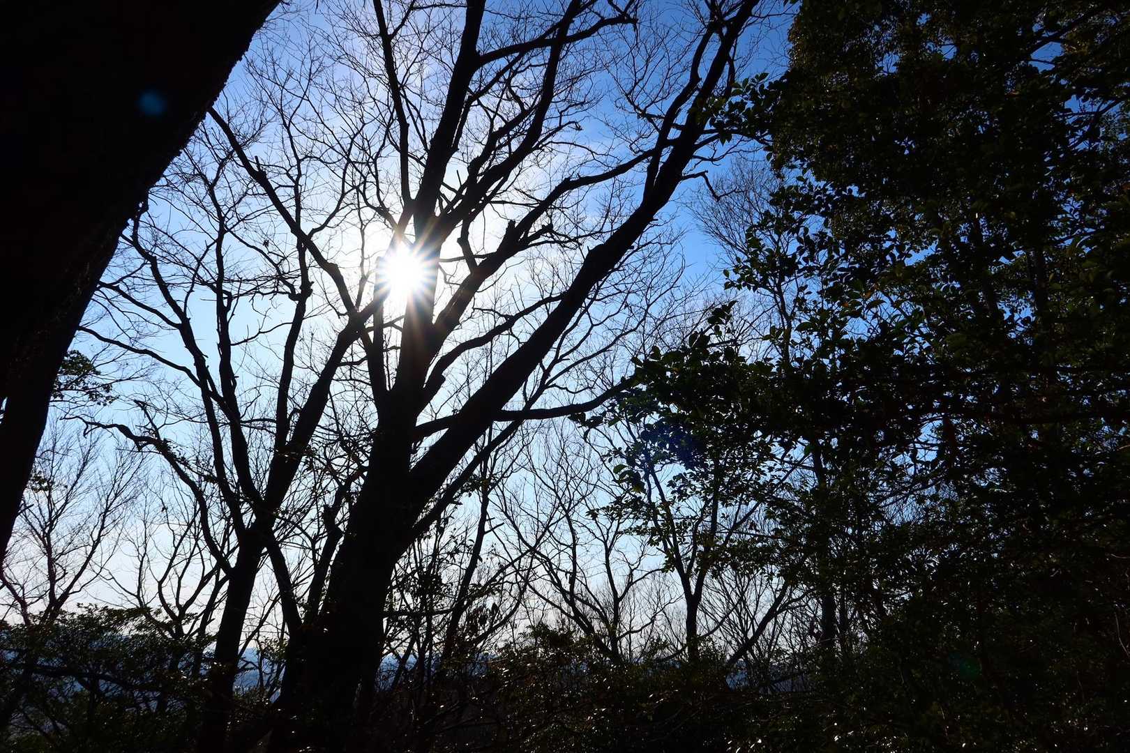 的場山 往復コースの写真