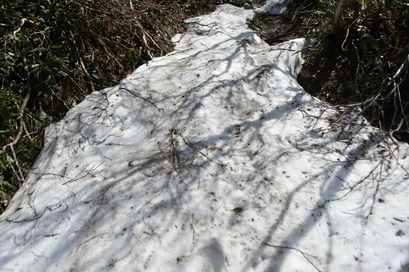 雪が残ってました