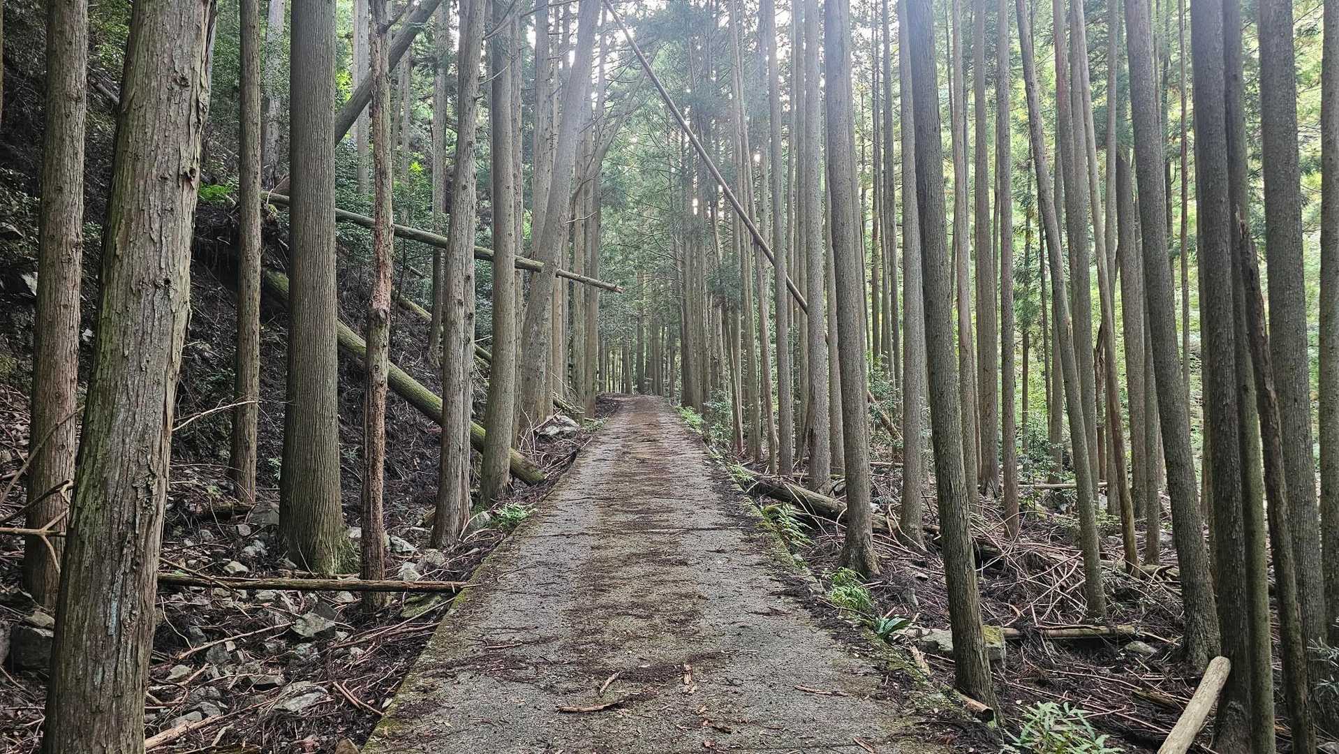 矢筈岳 往復コースの写真