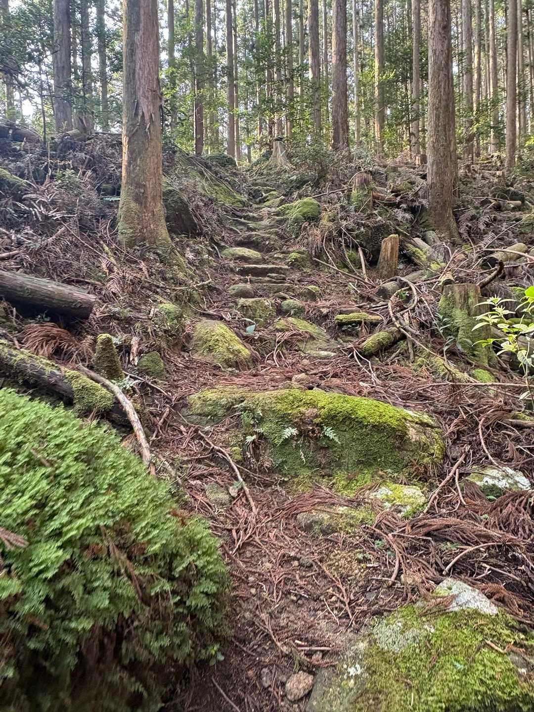 烏帽子山俵石登山口-烏帽子山 往復コースの写真
