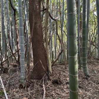 ここらをピークとしよう（笑）