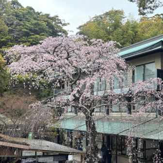 楼門脇にロープウェイ乗り場がありました。ここにも枝垂れ桜が