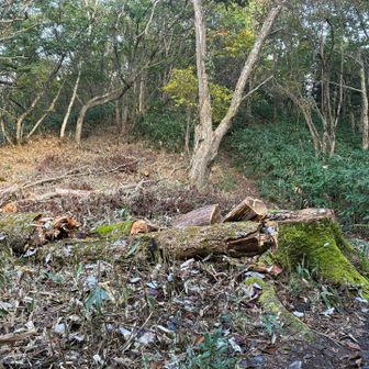 枯れてしまったウラジロモミの大木は、安全のため伐採されていました。