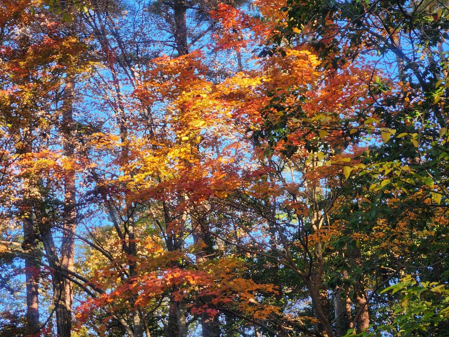 紅葉に励まされ